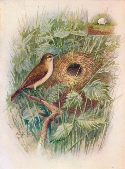 Chiff-Chaff-Phylloscopus rufus、c1910、1910 作： George James Rankin
