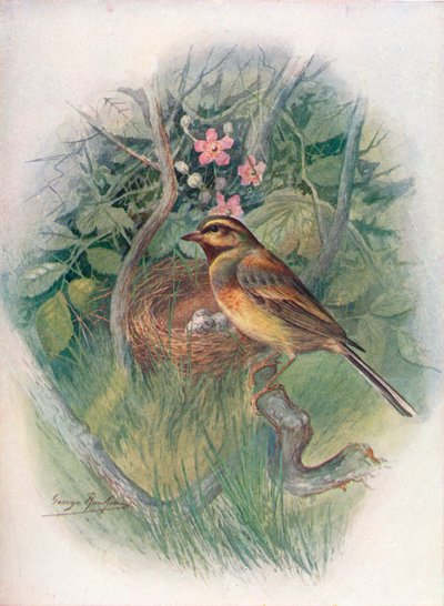 Cirl-Bunting-Emberiza Cirlus、c1910、1910 作： George James Rankin