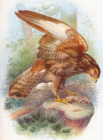 ノスリ-Buteo vulgaris、c1910、1910 作： George James Rankin