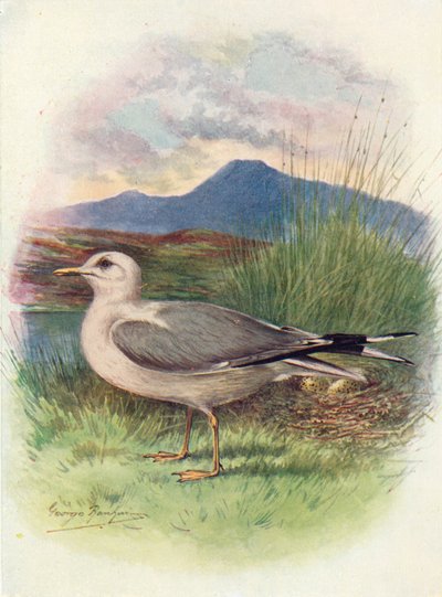 一般的なカモメ-ラルス、c1910、1910 作： George James Rankin