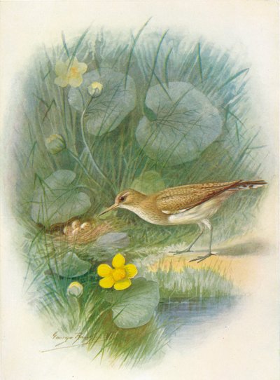 一般的なシギ-Totanus hypoleucus、c1910、1910 作： George James Rankin