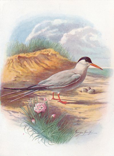 一般的なアジサシ-Sterna fluviatilis、c1910、1910 作： George James Rankin