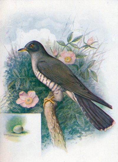 カッコウ-Cuculus canorus、c1910、1910 作： George James Rankin