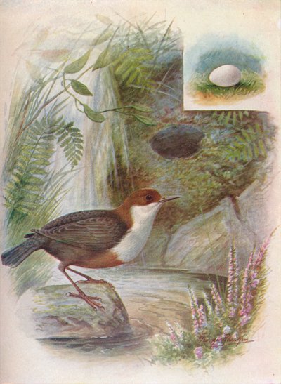 北斗七星または水-Ousel-Cinclus aquaticus、c1910、1910 作： George James Rankin