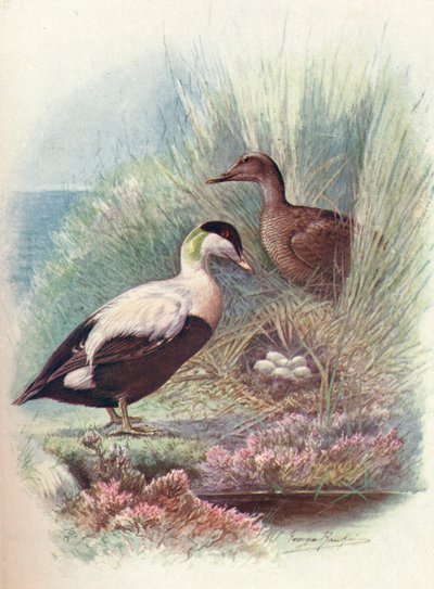 アイダーダック-Somateria mollissima、c1910、1910 作： George James Rankin