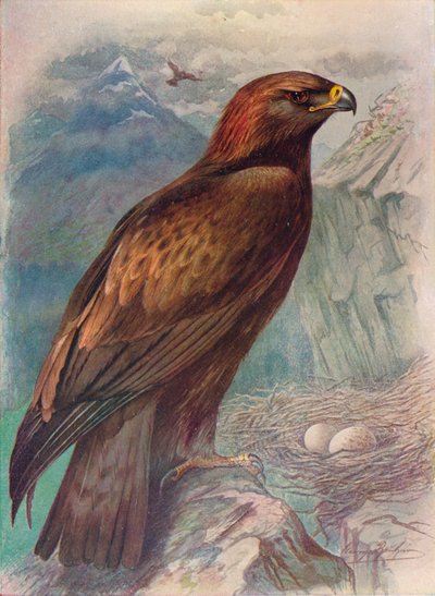 イヌワシ-Aquila chrysaetus、c1910、1910 作： George James Rankin