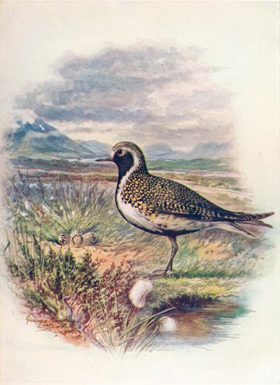 ゴールデンプロバー-Charadrius pluvialis、c1910、1910 作： George James Rankin
