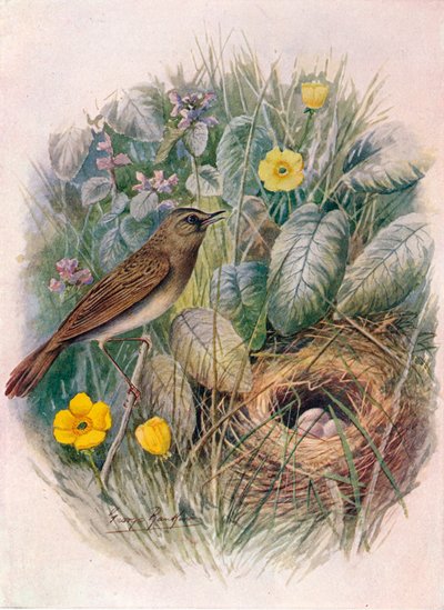 グラスホッパーワーブラー-Locustella naevia、c1910、1910 作： George James Rankin