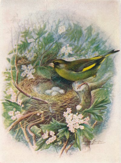 Greenfinch-Ligurinus chloris、c1910、1910 作： George James Rankin
