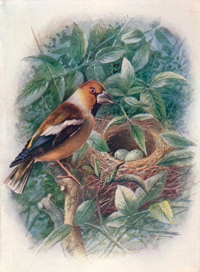 ホーフィンチ-Coccothraustes vulgaris、c1910、1910 作： George James Rankin