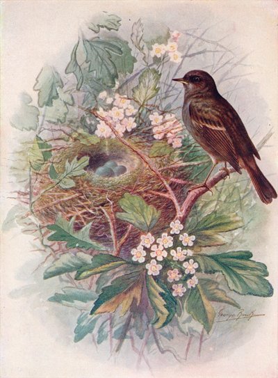 Hedgesparrow-アクセントパラメータ、c1910、1910 作： George James Rankin