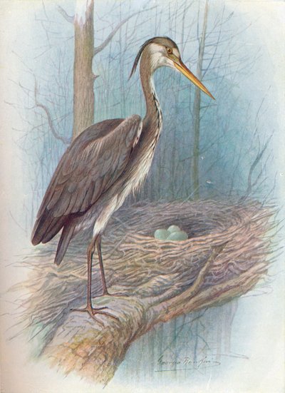 ヘロン-Ardea cinerea、c1910、1910 作： George James Rankin