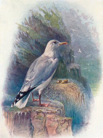ニシンのカモメ-Larus argentatus、c1910、1910 作： George James Rankin
