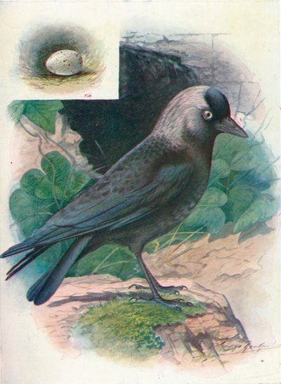 ジャックドー-うみへびmonedula、c1910、1910 作： George James Rankin