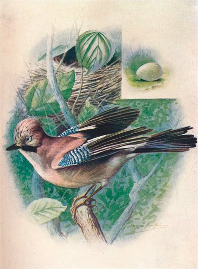 Jay- Garrulus glandarius、c1910、1910 作： George James Rankin
