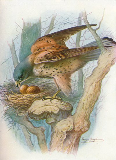 ケストレル-Falco Tinnunculus、C1910、1910 作： George James Rankin