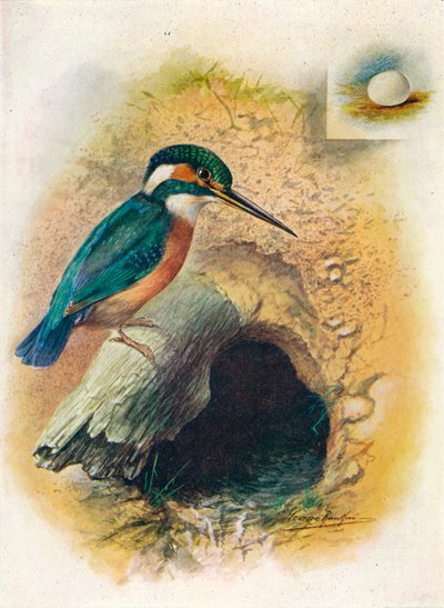 カワセミ-Alcedo ispida、c1910、1910 作： George James Rankin