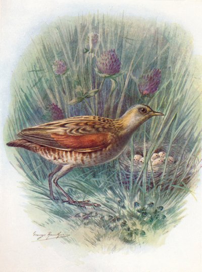 LandrailまたはCorncrake-Crex pratensis、c1910、1910 作： George James Rankin