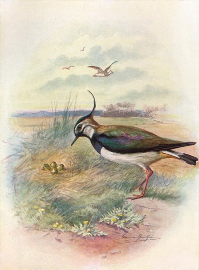 LapwingまたはPeewit-Vnellus vulgaris、c1910、1910 作： George James Rankin
