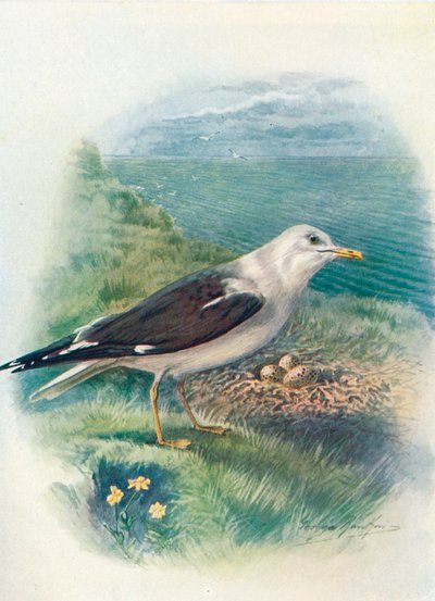 レッサーブラックバックカモメ-Larus fuscus、c1910、1910 作： George James Rankin