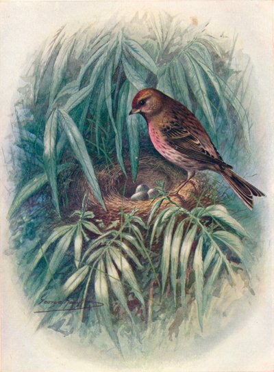 レッサーレッドポール-Linota rufescens、c1910、1910 作： George James Rankin