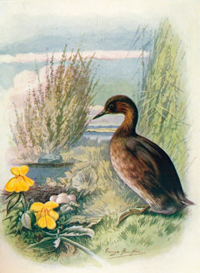 カイツブリまたはニワトリ-Podicipes fluviatilis、c1910、1910 作： George James Rankin
