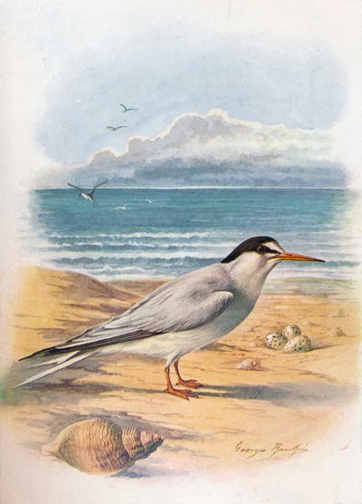 リトルターン-Sterna minuta、c1910、1910 作： George James Rankin