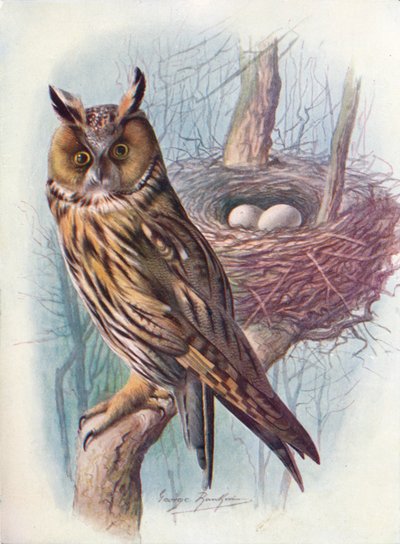 シロフクロウ-Asio otus、c1910、1910 作： George James Rankin