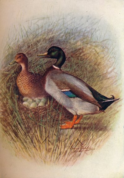 マガモまたはワイルドダック-Anas boscas、c1910、1910 作： George James Rankin