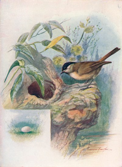 Marsh-Tit-Parus palustris、c1910、1910 作： George James Rankin