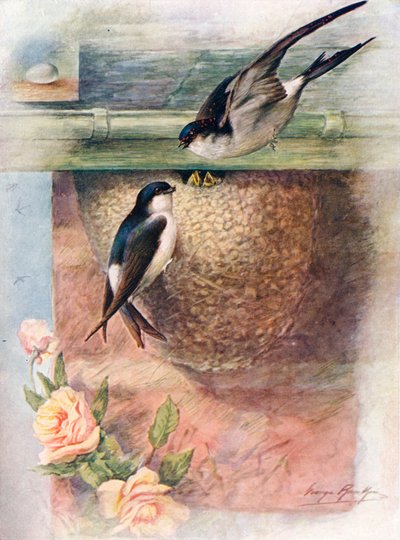 マーティン-シェリドンアービカ、c1910、1910 作： George James Rankin