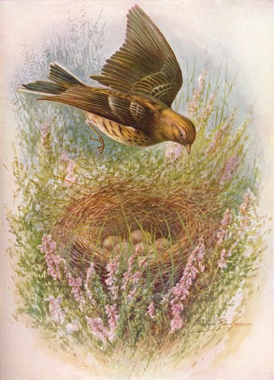 メドウピピットまたはティトラーク-Anthus pratensis、c1910、1910 作： George James Rankin