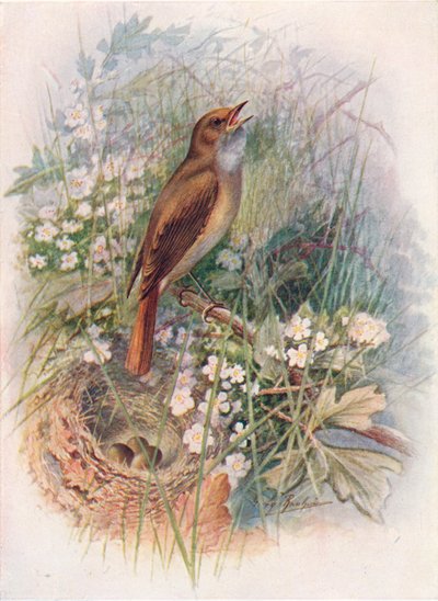 ナイチンゲール-Daulias luscinia、c1910、1910 作： George James Rankin