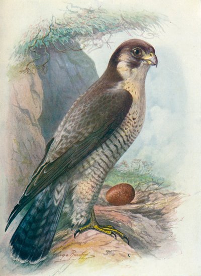 ハヤブサ-Falco peregrinus、c1910、1910 作： George James Rankin