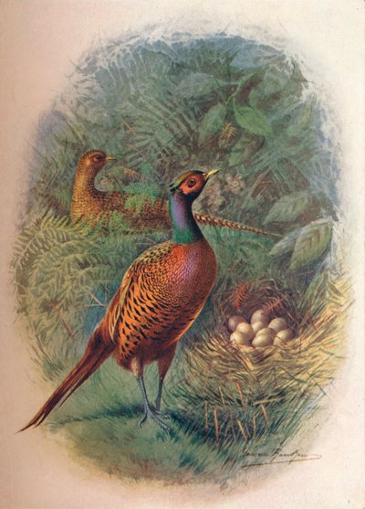 キジ-Phasianus colchicus、c1910、1910 作： George James Rankin