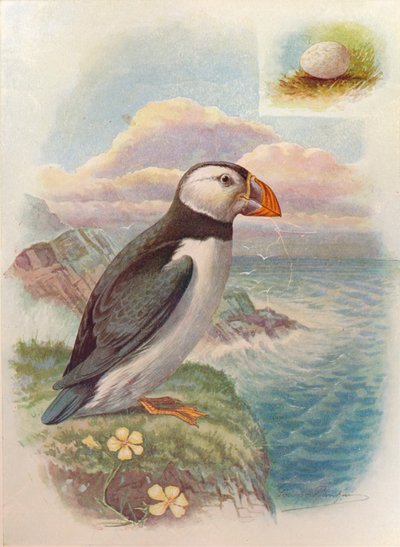 Puffin-Fratercula arctica、c1910、1910 作： George James Rankin