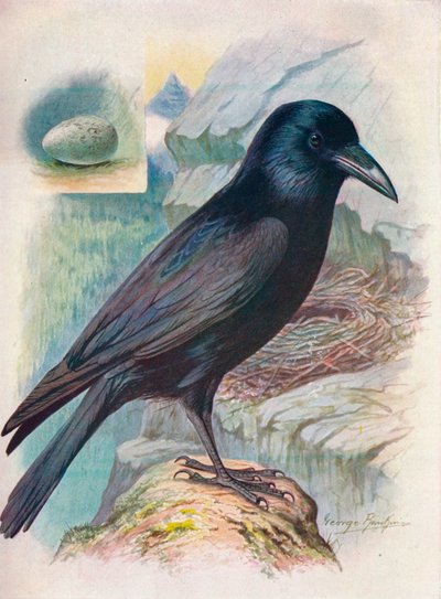 レイヴン-うみへびcorax、c1910、1910 作： George James Rankin