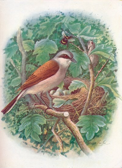 赤背景モズ-Lanius collurio、c1910、1910 作： George James Rankin