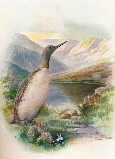 赤のどのダイバー-Colymbus septentrionalis、c1910、1910 作： George James Rankin