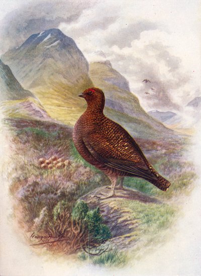 アカライチョウ-Lagopus scoticus、c1910、1910 作： George James Rankin
