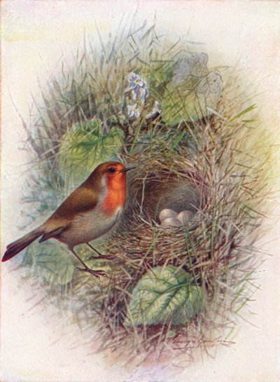 RedbreastまたはRobin-Erithacus rubecula、c1910、1910 作： George James Rankin