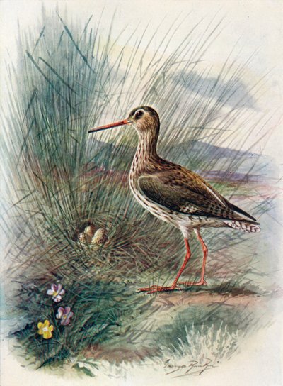 Redshank-Totanus calidris、c1910、1910 作： George James Rankin