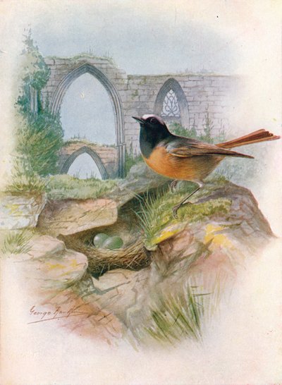 Redstart-Ruticilla phoenicurus、c1910、1910 作： George James Rankin