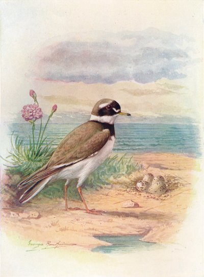 環状千鳥-Aegialitis hiaticola、c1910、1910 作： George James Rankin