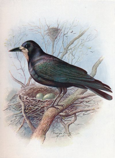 ルーク-カラス属frugilegus、c1910、1910 作： George James Rankin