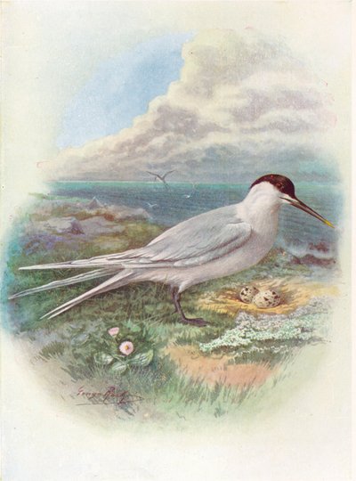 サンドイッチアジサシ-Sterna cantiaca、c1910、1910 作： George James Rankin