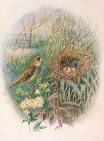 Sedge-Warbler-アクロセファラス横隔膜炎、c1910、1910 作： George James Rankin