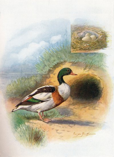 Sheld-DuckまたはSheldrake-Tadorna cornuta、c1910、1910 作： George James Rankin
