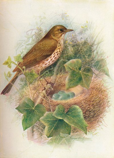 ツグミまたはメイビス-Turdus musicus、c1910、1910 作： George James Rankin