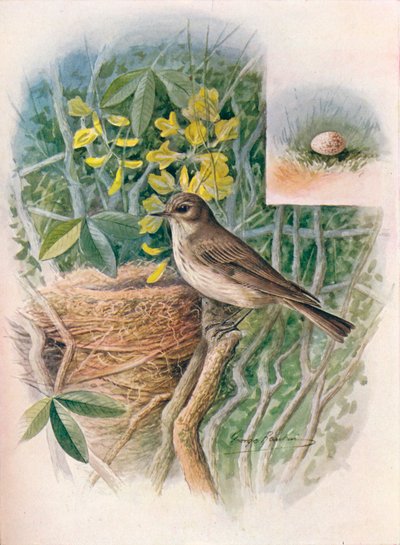 斑点フライキャッチャー-Muscicapa grisola、c1910、1910 作： George James Rankin